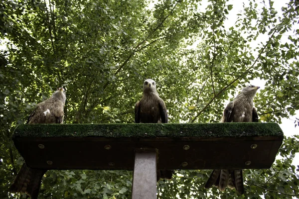 Aquila reale selvatica — Foto Stock