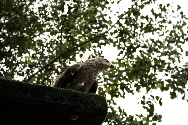 Águila real salvaje —  Fotos de Stock