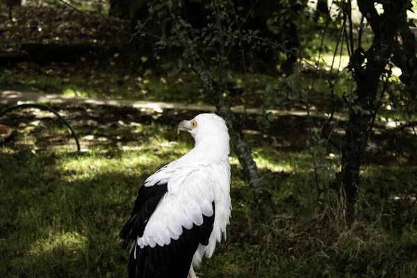 Aquila reale selvatica — Foto Stock