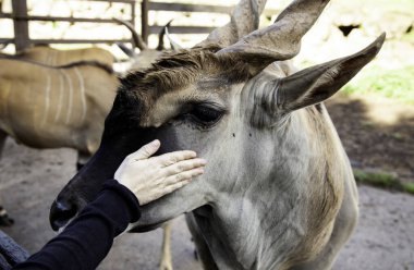 Kılıç doğasına aykırı.