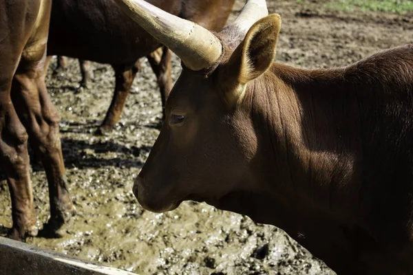 Příroda Wild watusis — Stock fotografie