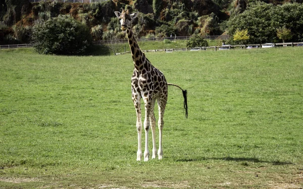 Girafes en safari — Photo