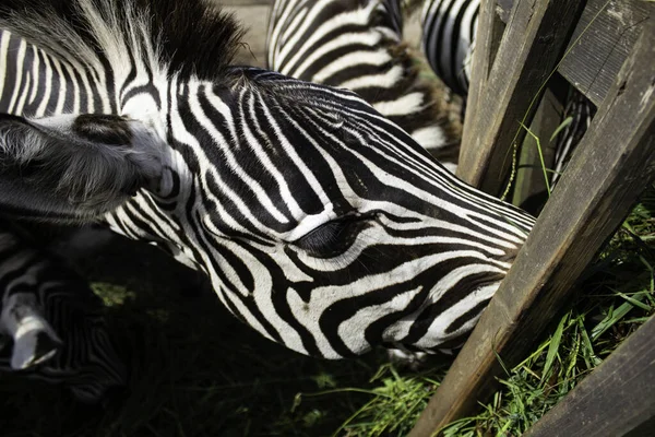 Zebras natureza selvagem — Fotografia de Stock