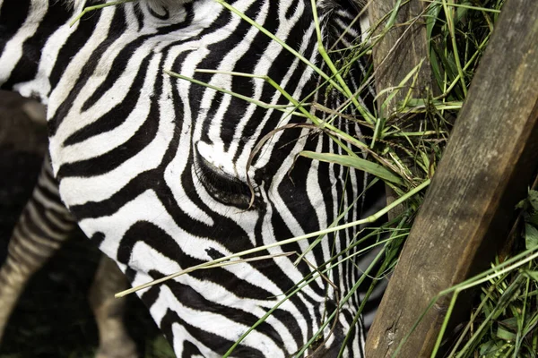 Zebras natureza selvagem — Fotografia de Stock