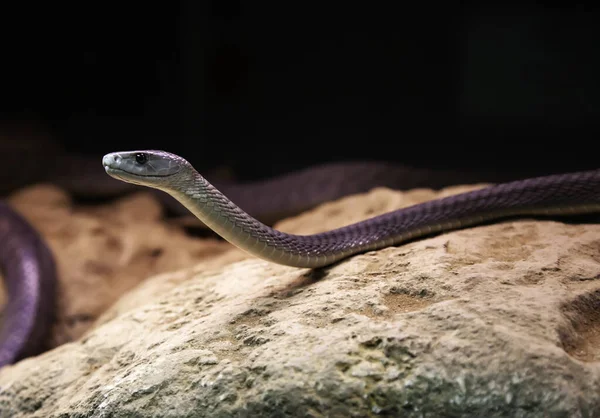 Cobra venenosa selvagem — Fotografia de Stock