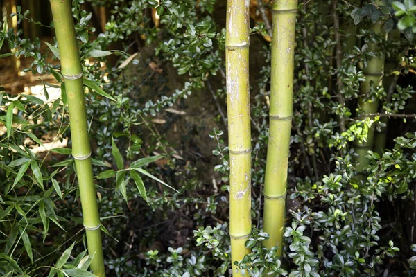 竹のジャングルの幹 — ストック写真