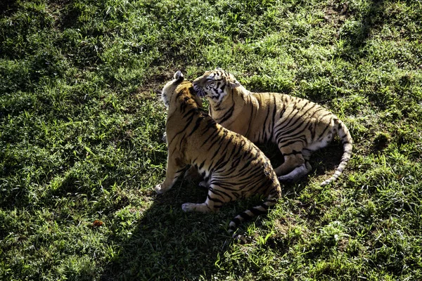Tygrysy w lesie — Zdjęcie stockowe