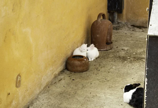 Lapins à la ferme — Photo