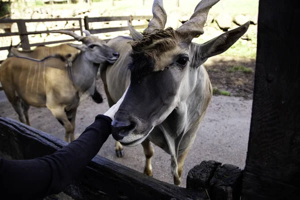 Antilope saber nature — Stock Photo, Image