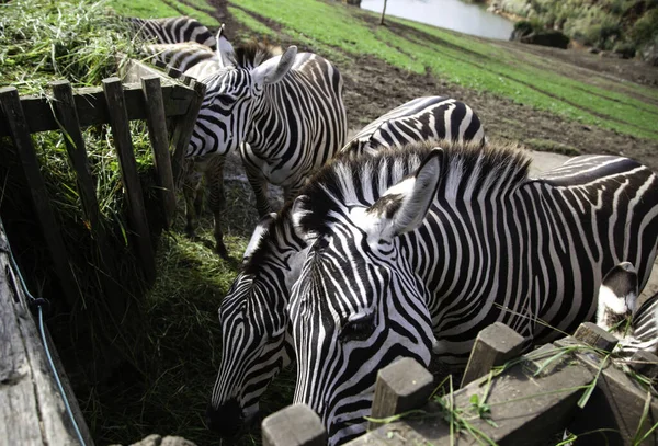 Zebras natureza selvagem — Fotografia de Stock