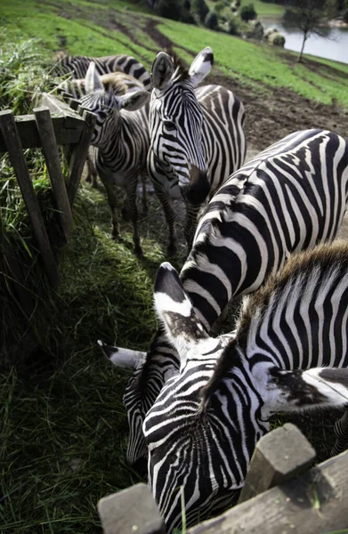 Zebras natureza selvagem — Fotografia de Stock
