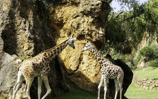 Giraffes on safari — Stock Photo, Image