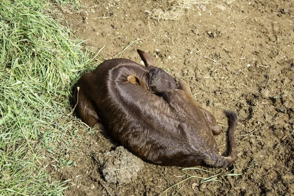 Dzika watuza natura — Zdjęcie stockowe