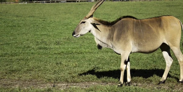 Antilope sciabola natura — Foto Stock