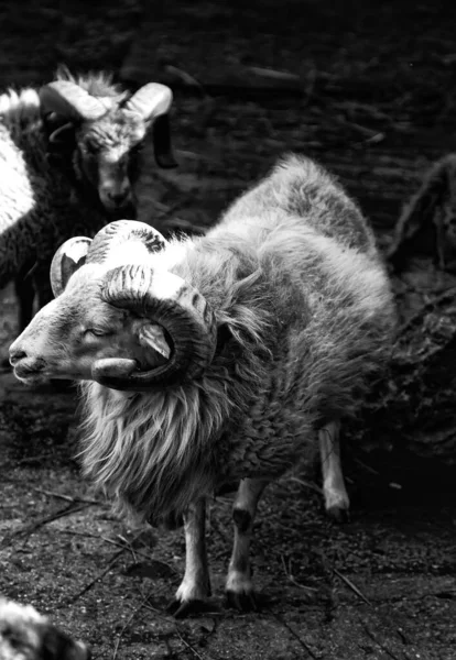 Exploração de cabras encerrada — Fotografia de Stock