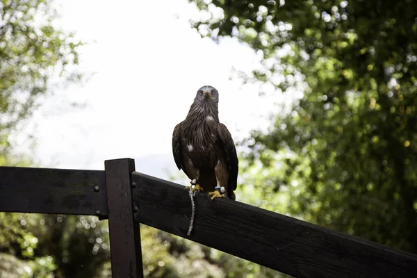 Wild Royal Eagle — Stock fotografie