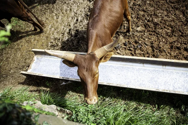 Dzika watuza natura — Zdjęcie stockowe