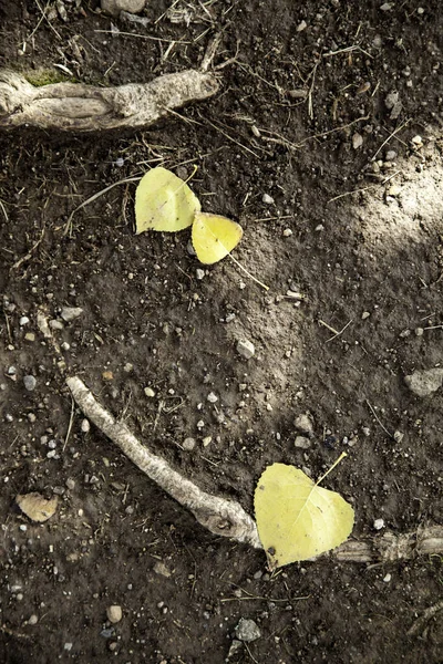 Hojas de otoño —  Fotos de Stock