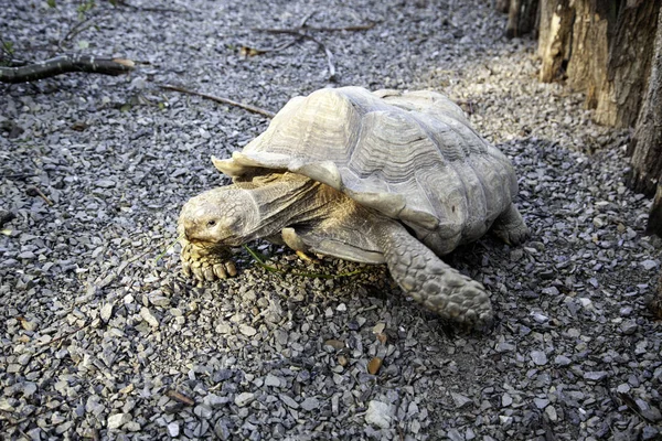 Velká pozemní želva — Stock fotografie