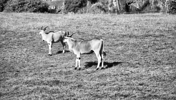 Antilope sabre natureza — Fotografia de Stock