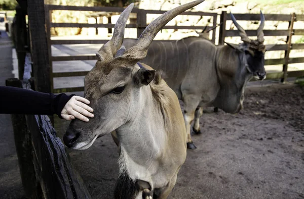 Antilope saber nature — Stock Photo, Image