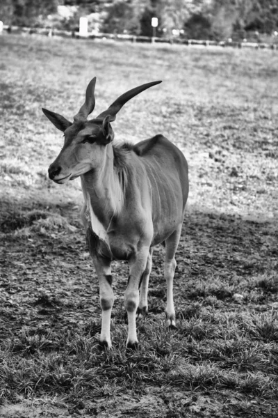 Antilope sabre natureza — Fotografia de Stock