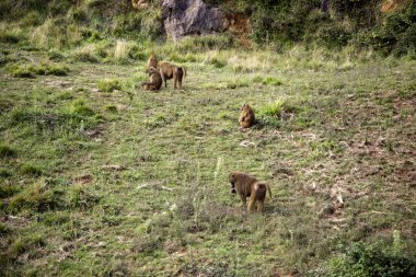 Maymunlar ve goriller