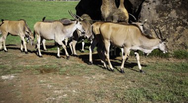 Kılıç doğasına aykırı.