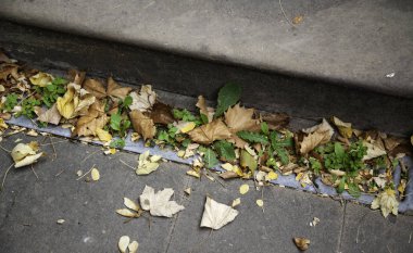 Sonbahar Yaprakları