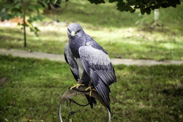 Aquila reale selvatica — Foto Stock