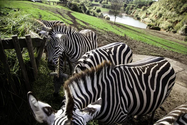 Zebras natureza selvagem — Fotografia de Stock