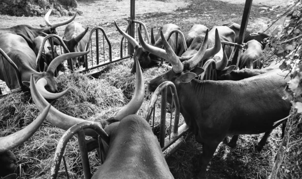 野生のワトシの性質 — ストック写真