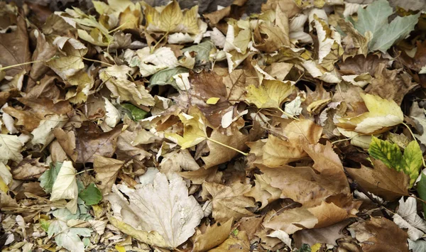 Herfstbladeren — Stockfoto