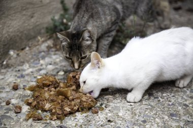 Sokak kedi yemek