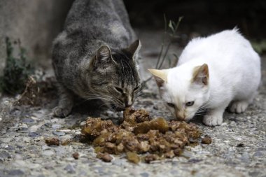 Sokak kedi yemek