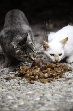 Sokak kedi yemek