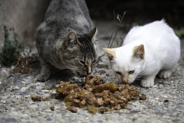 Ulicy kotów jedzenie — Zdjęcie stockowe