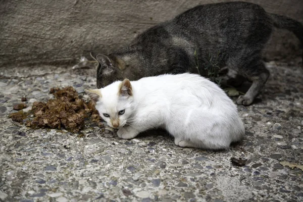 Уличные кошки — стоковое фото