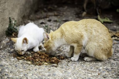 Sokak kedi yemek
