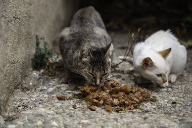 Sokak kedi yemek