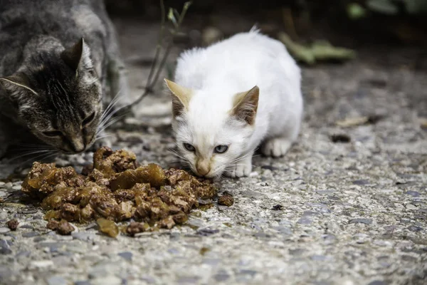 Utcai macskák eszik — Stock Fotó