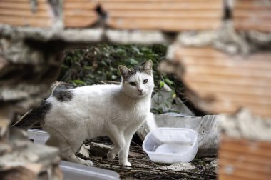 Sokak kedi yemek