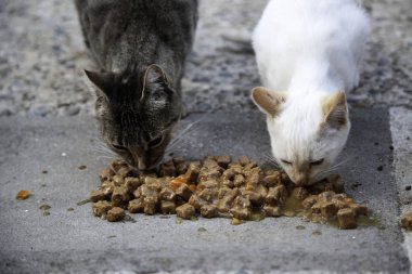 Sokak kedi yemek