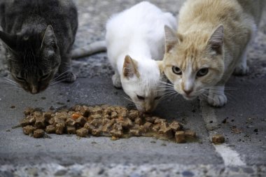 Sokak kedi yemek
