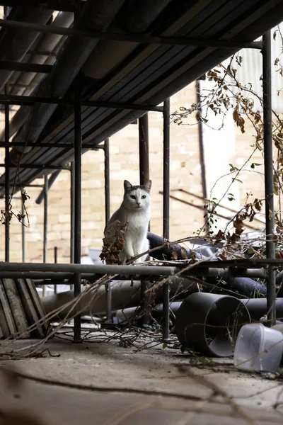 Gatos de rua comer — Fotografia de Stock