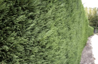 Noel yaprakları arka planı