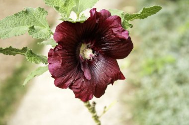 Vahşi çiçek bahçesi