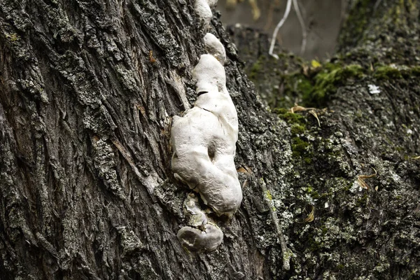 Champignons dans l'arbre — Photo