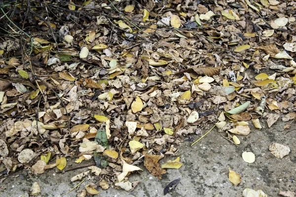 Feuilles d'automne — Photo