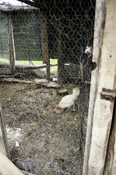 Hahnenhuhn — Stockfoto